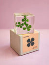 Flower Cube Clover