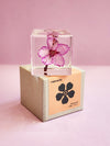 Flower Cube Cherry