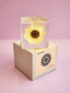 Flower Cube SunFlower